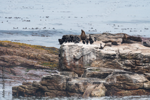 seascape view of seals and cormorant marine birds on top of a rugged large rock closeup surrounded by calm blue ocean or sea water at Cape Point or Cape of Good Hope nature reserve, South Africa