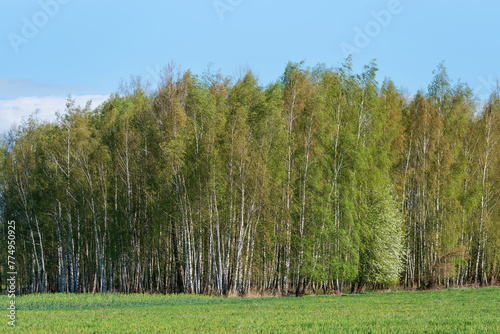 Fototapeta Naklejka Na Ścianę i Meble -  Brzozowy las na wiosnę