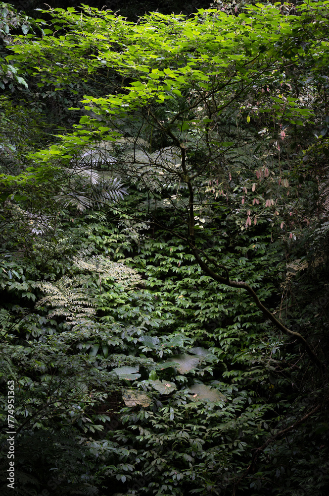 Forest in the valley of Shenkeng district, sunlight go though the leafs shines on the plant, in New Taipei City, Taiwan. Forest in the valley of Shenkeng district, sunlight go though the leafs shines on the plant, in New Taipei City, Taiwan.