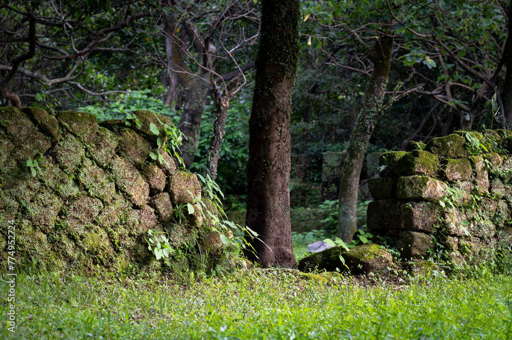 Historic stone rip rap covered by ferns and moss, use to be the wall of ...