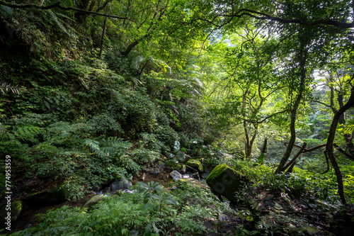 Little stream go through the greenery forest with fern and moss, trees surrounded, sunlight shines on the leaf gently in the creek, in New Taipei City, Taiwan.
