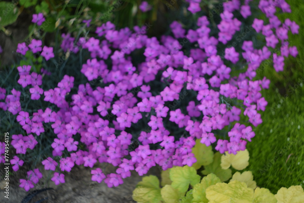 Pink dianthus blooming in late spring garden,blurred floral background, defocused by manual helios lens.