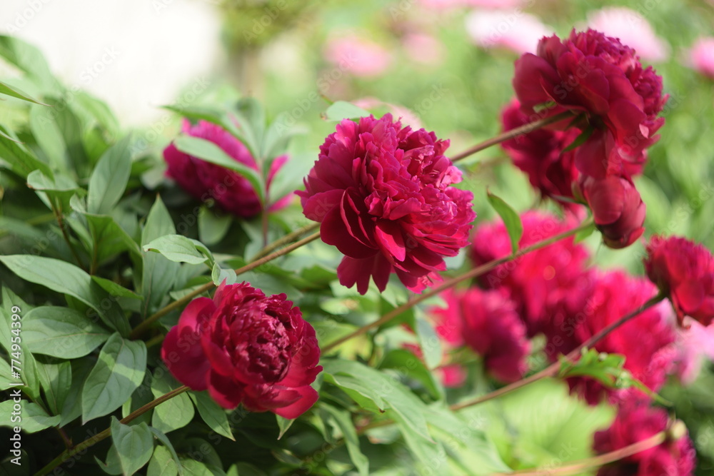 Amaranth peonies on bokeh green garden background, blooming peonies flowers in summer garden, by manual Helios lens.