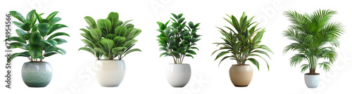 Beautiful plants in ceramic pots for isolated on transparent or white background
