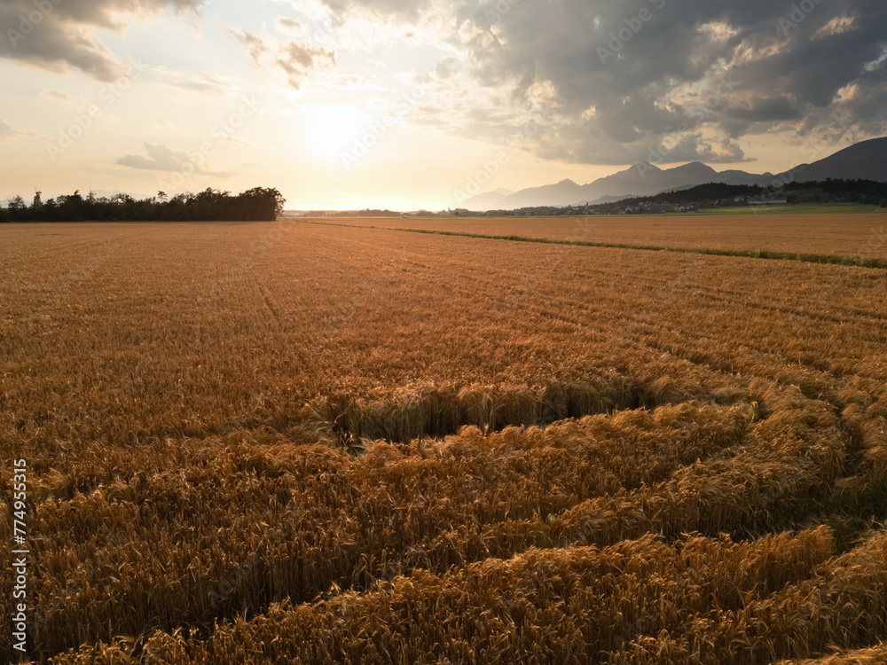 Golden wheat field at summer evening sunset, aerial shot. Nature concept. Golden wheat field at summer evening sunset, aerial shot. Nature concept.