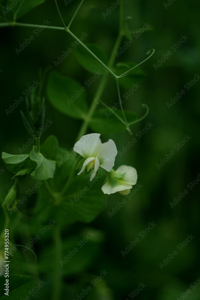 Green peas flowers closeup on green dark background, by manual Helios lens, selective focus, vintage. Green peas flowers closeup on green dark background, by manual Helios lens, selective focus, vintage.