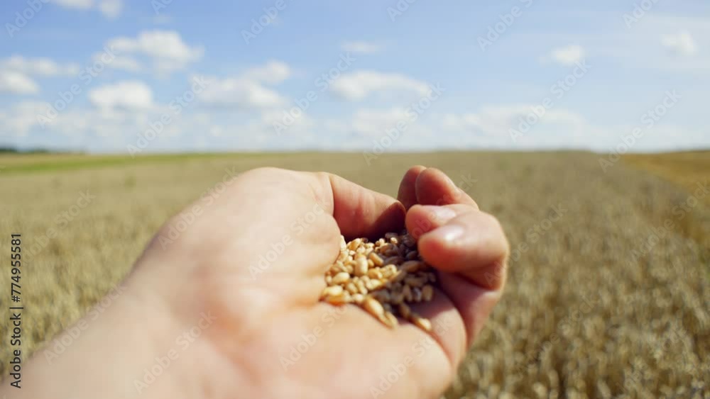 Wheat seeds lie in the hand of a hardworking farmer. Behind is a fabulous view of a field of ears of corn and a blue sky. High quality 4k footage Wheat seeds lie in the hand of a hardworking farmer. Behind is a fabulous view of a field of ears of corn and a blue sky. High quality 4k footage