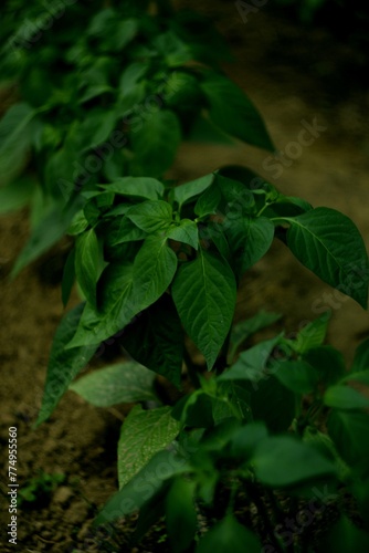 Wallpaper Mural Pepper plants on bokeh dark background, by manual Helios lens, selective focus, vintage. Torontodigital.ca