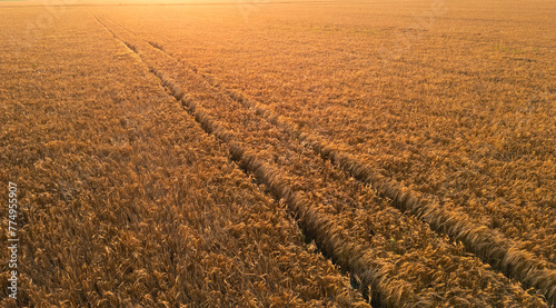 Agricultural land in the summer evening, wheel track marks in the wheat field, directly above aerial view.