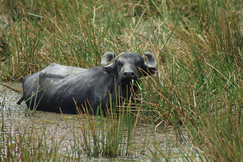 búfalos em área alagada em Amapá, amapá 