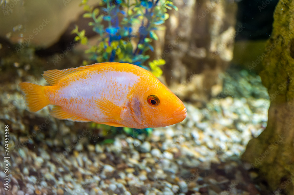 A gold and white fish swimming in a tank with gravel and a log. The fish is the main focus of the image A gold and white fish swimming in a tank with gravel and a log. The fish is the main focus of the image