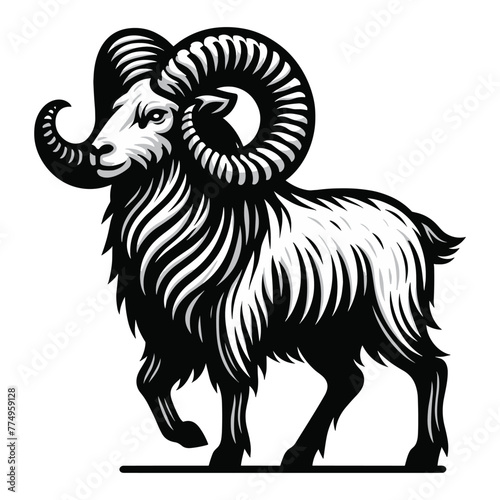 Bighorn horned ram sheep full body vector illustration, farm pet, animal livestock, butchery meat shop element, agriculture concept, design isolated on white background