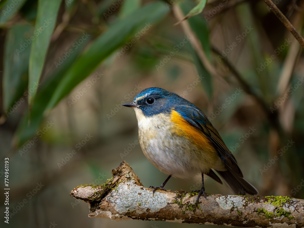 Fototapeta premium 森の中で枝に留まってのんびりしているルリビタキの雄