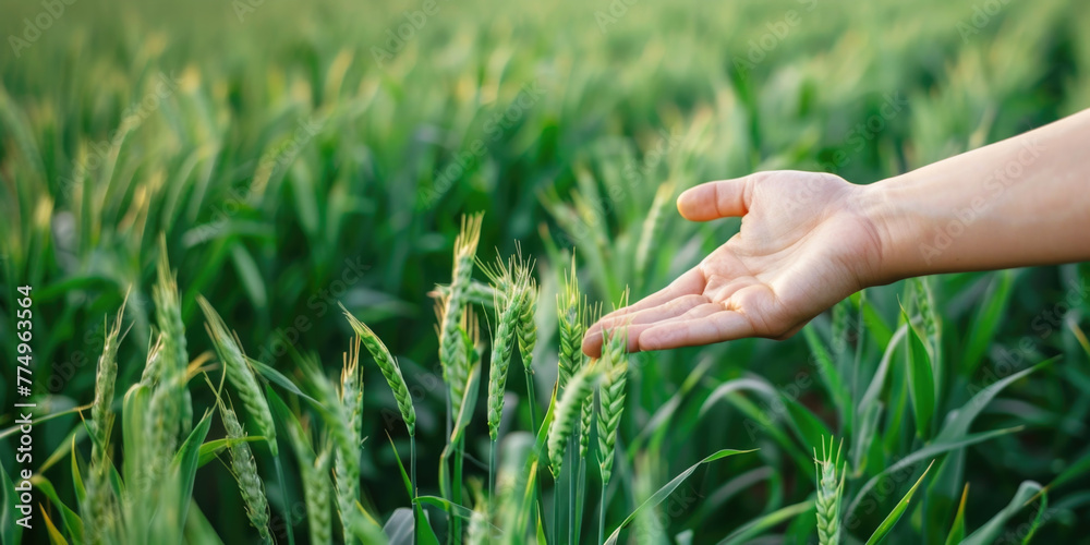 Fototapeta premium Close-up of farmer hand holding green wheat ears in the field, the concept of natural farming, agriculture,