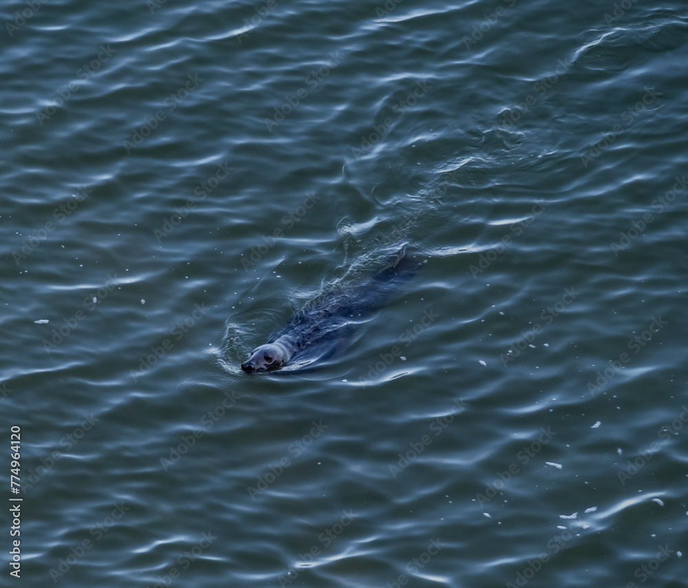 Fototapeta premium Walking around the Great Orme, Llandudno North wales