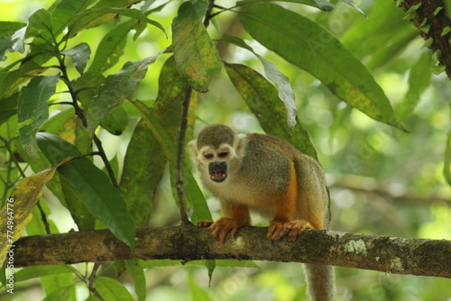 macaco em galho de arvore na amazonia 
