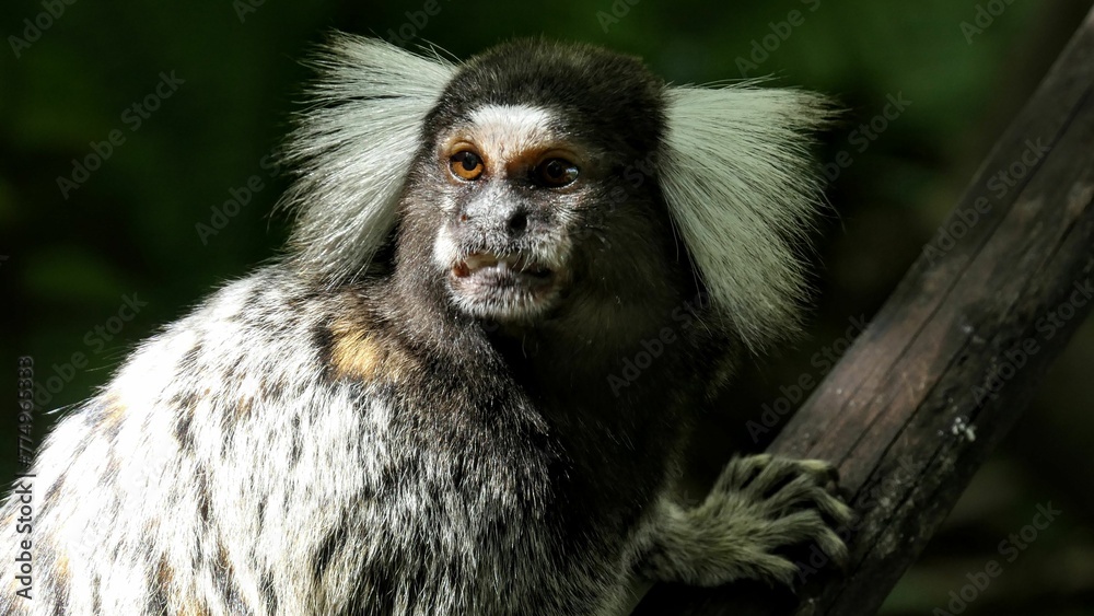 Callithrix jacchus monkey on the tree branch Callithrix jacchus monkey on the tree branch