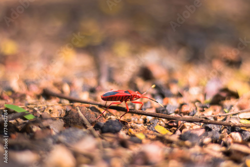 red bug on a dead stick