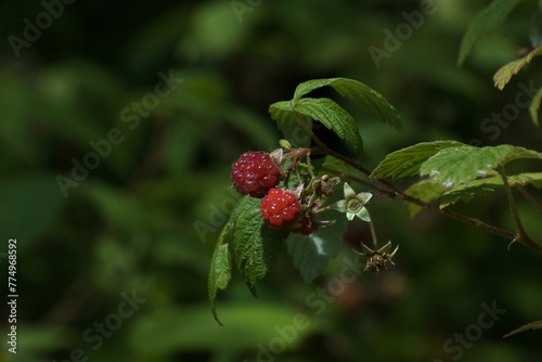 Close-up shot of a raspberry ripening in the forest