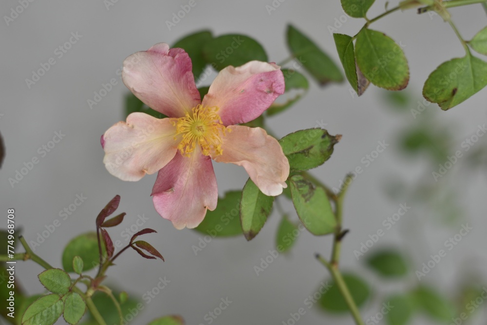 Macro top view of a withered Sasanqua Camellia with green leaves before a gray wall Macro top view of a withered Sasanqua Camellia with green leaves before a gray wall