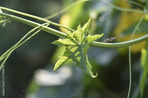 Macro shot of a small green Cnidoscolus aconitifolius leaf photo