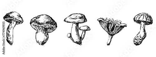Edible mushrooms,  russula, boletus, milk mushroom, chanterelle, raw food, sketch, hand drawn vector illustration, isolated on white