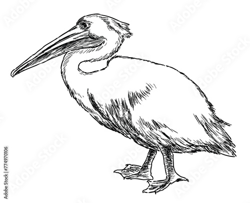 Pelican, bird, white, waterfowl, profile,beak, contour drawing, sketch,vector hand drawn illustration