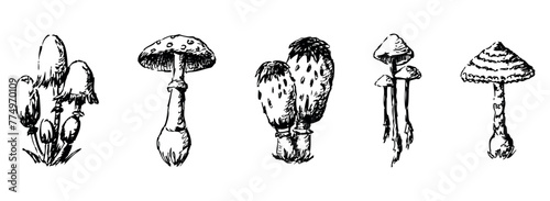 Mushrooms poisonous, inedible, dangerous, toadstool, fly agaric, sketch, vector hand drawn illustration isolated on white