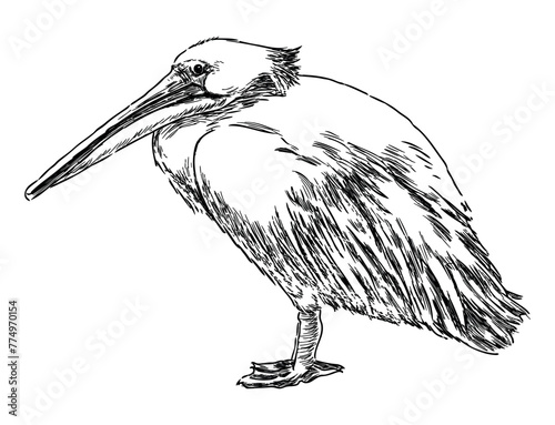 Pelican bird, white, waterfowl, profile,beak,wings,contour drawing, sketch,vector hand drawn illustration
