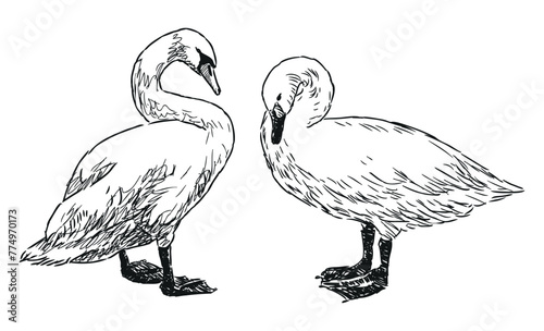 Swan, bird, white, couple, waterfowl, profile,beak, contour drawing, sketch,vector, hand drawn iluustration isolated on white
