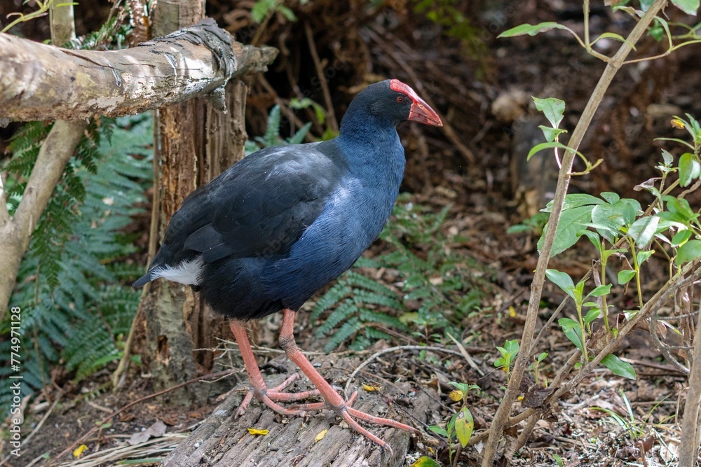 Closeup of an Australasian swamphen standing in the bushes Closeup of an Australasian swamphen standing in the bushes