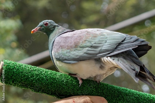 Closeup of a Kereru perching on a stick with blurred background photo