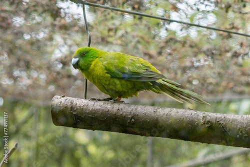 Antipodes parakeet perching on a branch in the garden with trees around photo