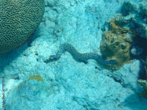 Fotografie Underwater photography of a  Spotted moray eel (Gymnothorax moringa)  in the Car