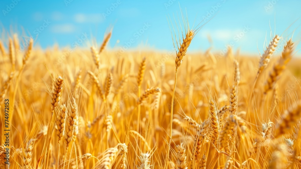 Golden wheat field under a clear azure sky offering a tranquil rural landscape with ample space for text Golden wheat field under a clear azure sky offering a tranquil rural landscape with ample space for text