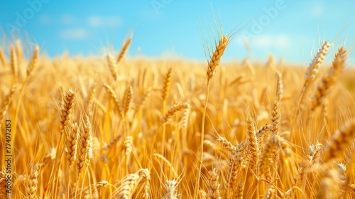 Golden wheat field under a clear azure sky offering a tranquil rural landscape with ample space for text