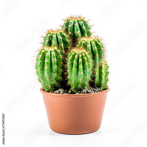 cactus on isolated white background сreated with Generative Ai