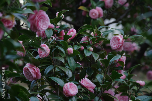 東京港区赤坂氷川公園の椿が最盛期