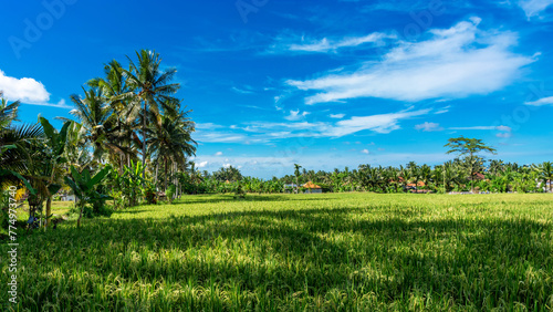 Beautiful rice fields on the outskirts of Ubud  Bali island in Indonesia  rural landscape.