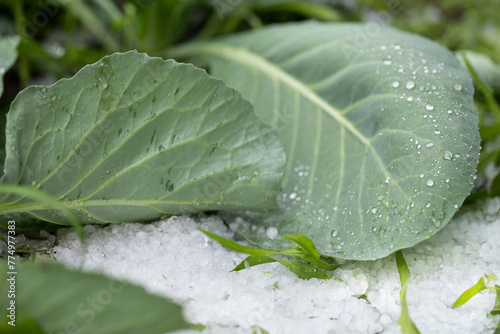 Cabbage leaves beaten by icy hail. Anomalous precipitation in the form of a scattering of spherical hail on a bed with a crop in the summer season.