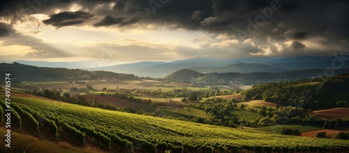 Rolling farmland featuring neat rows of vines in a vineyard set against a backdrop of overcast clouds