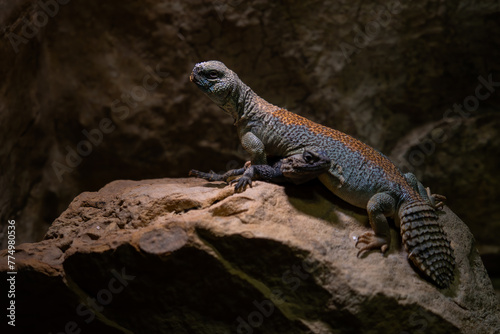 Thomas's mastigure - Uromastyx thomasi, unique special fat tailed agama lizard from Middle East deserts, Oman. photo