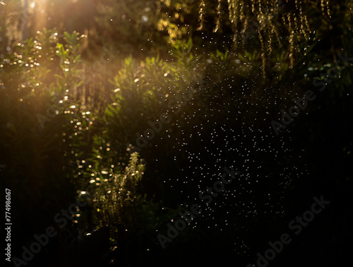 Dense swarm of midges amidst vegetation glow against a dark blurred background photo