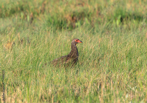A Swainsons frankolin, Pternistis swainsonii, is standing in the grassy terrain of South Africa.