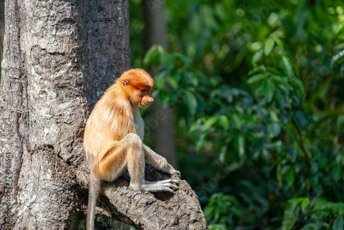 Family of wild Proboscis monkey or Nasalis larvatus, in the rainforest of island Borneo, Malaysia, close up