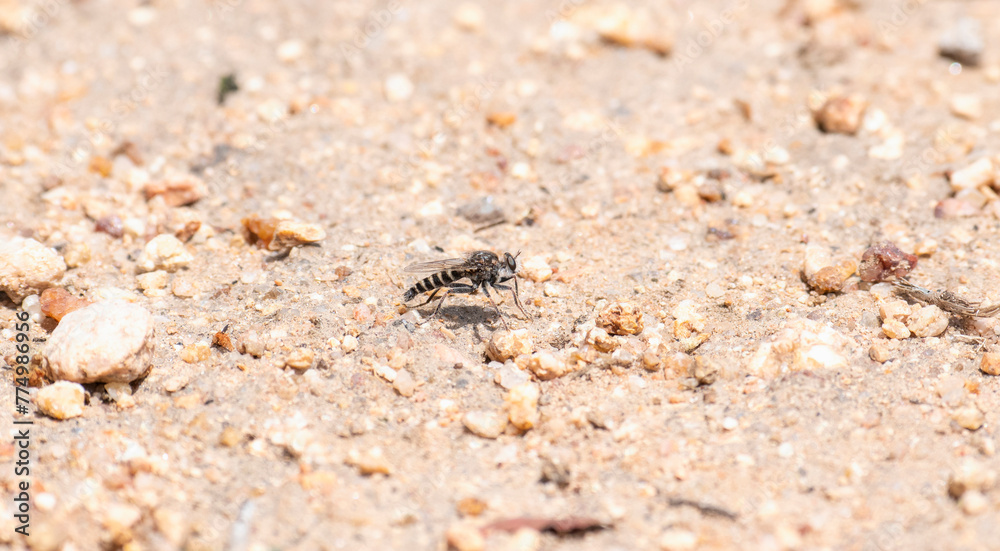 A Robber Fly from the genus Oratostylum is perched on the gritty, textured ground of South Africa