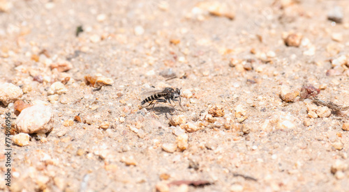 A Robber Fly from the genus Oratostylum is perched on the gritty  textured ground of South Africa