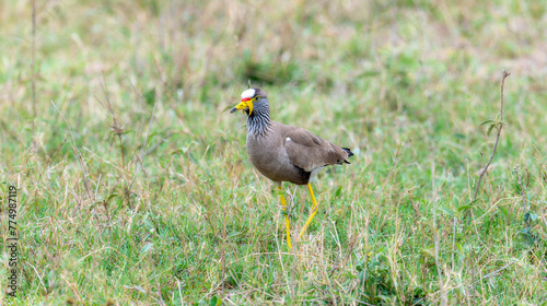 A wattled lapwing, Vanellus senegallus, standing gracefully in a field of green grass in South Africa. photo