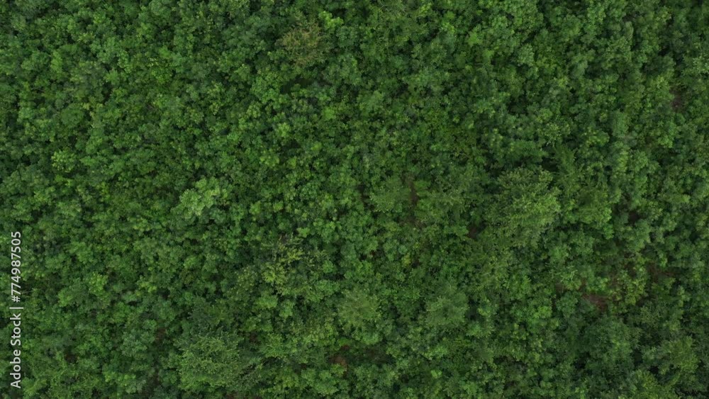 Aerial shot of green forest landscape in spring, drone pov Aerial shot of green forest landscape in spring, drone pov