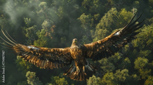 Golden Eagle in flight over the forest. Eagle in the wild.